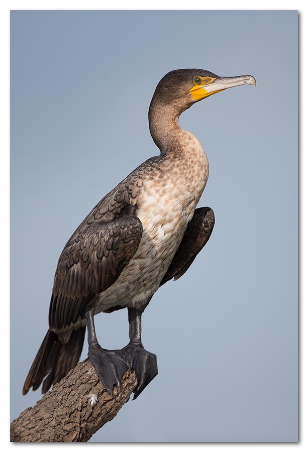 White-Breasted-Cormorant