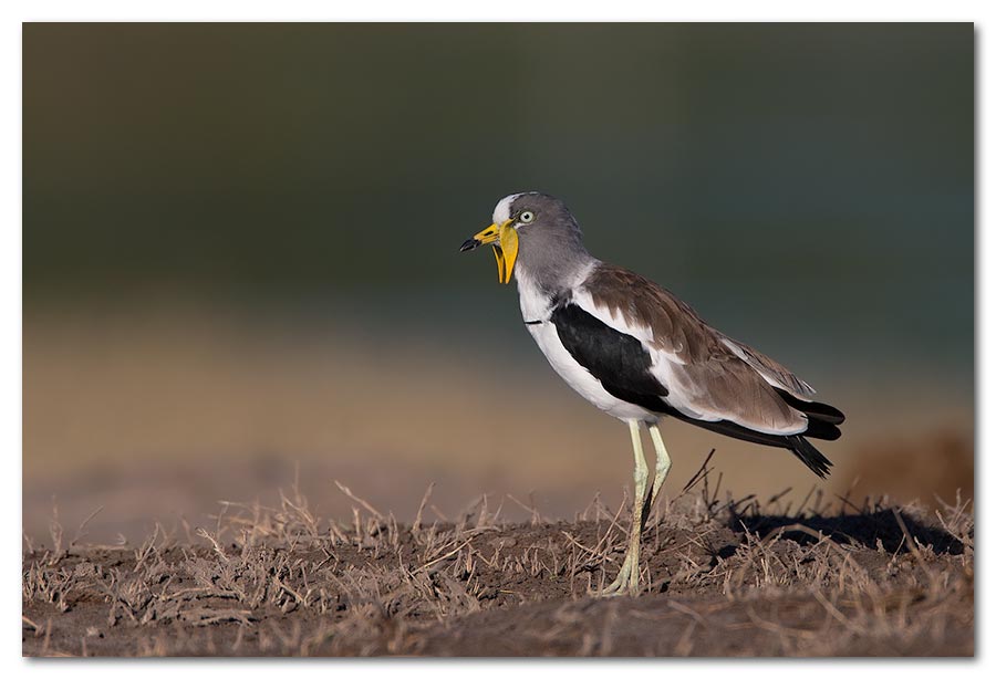 White-Crowned-Lapwing