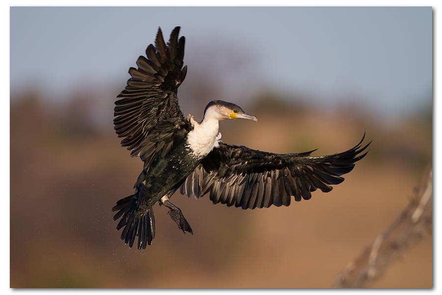 White-breasted-Cormorant-Landing