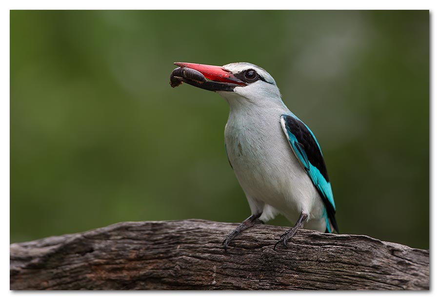 Woodlands-Kingfisher-with-Grub