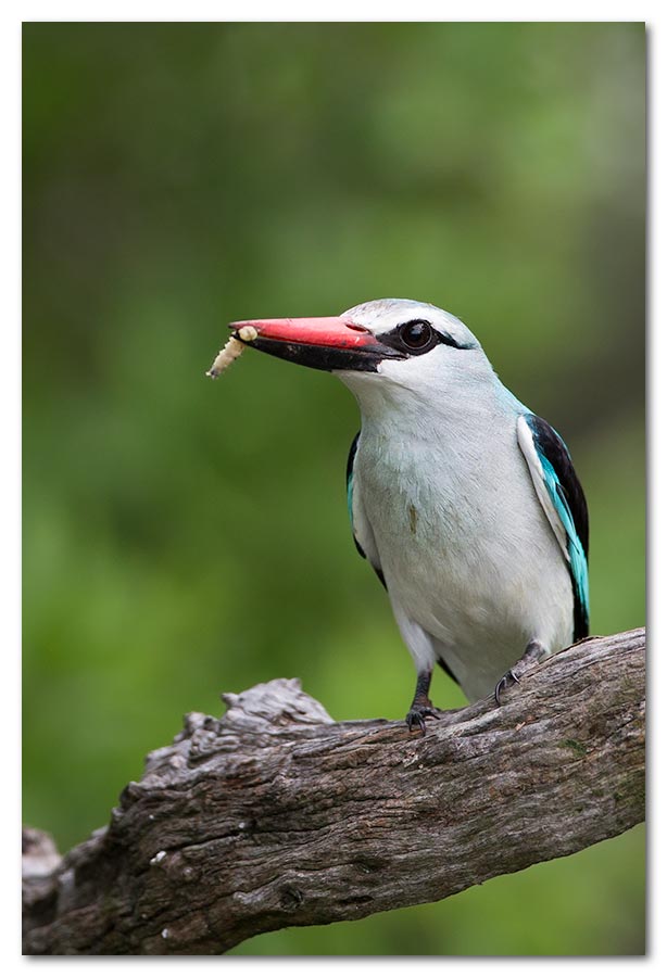 Woodlands-Kingfisher-with-Worm